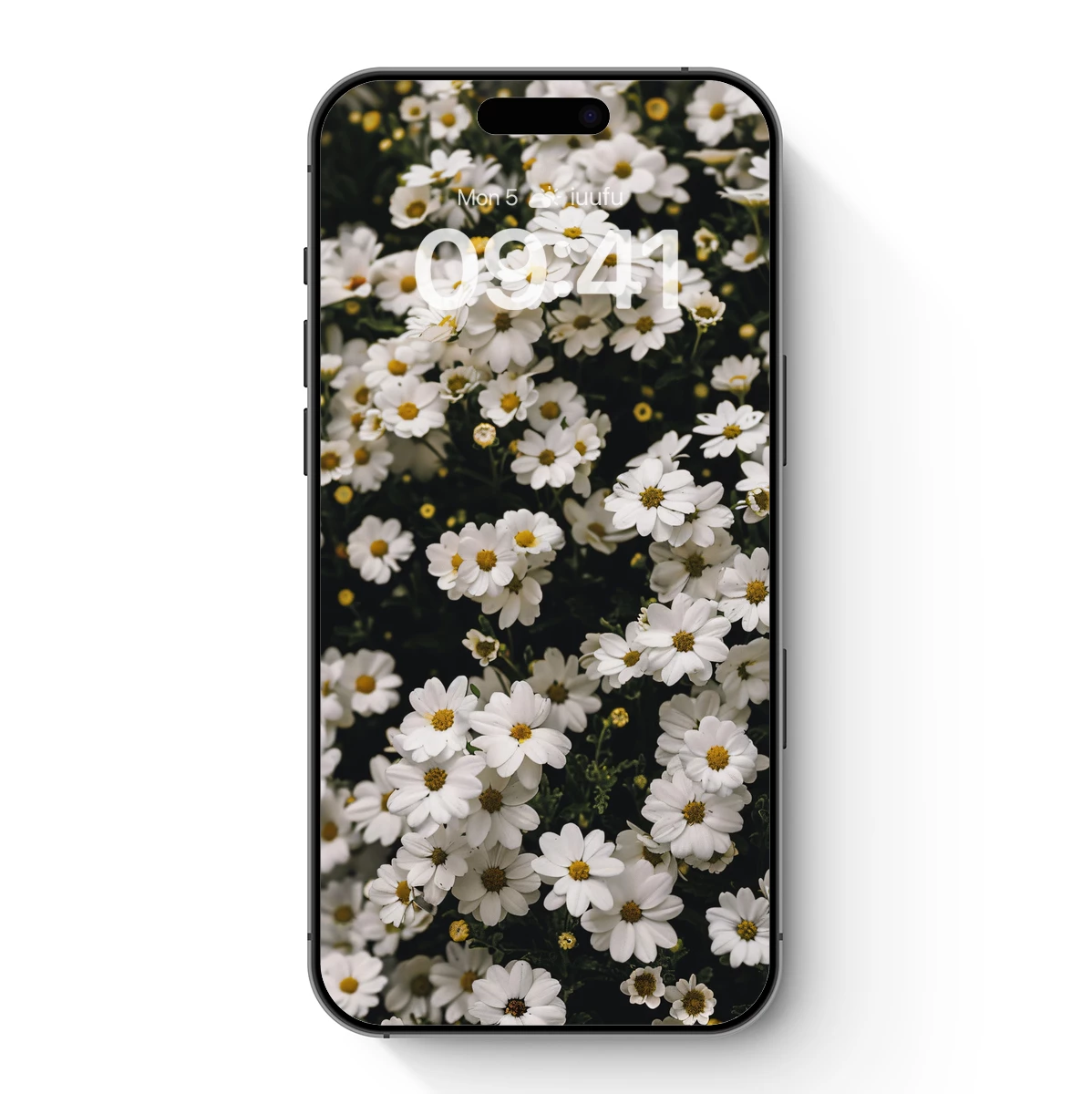 Eternal Daisy Whispers