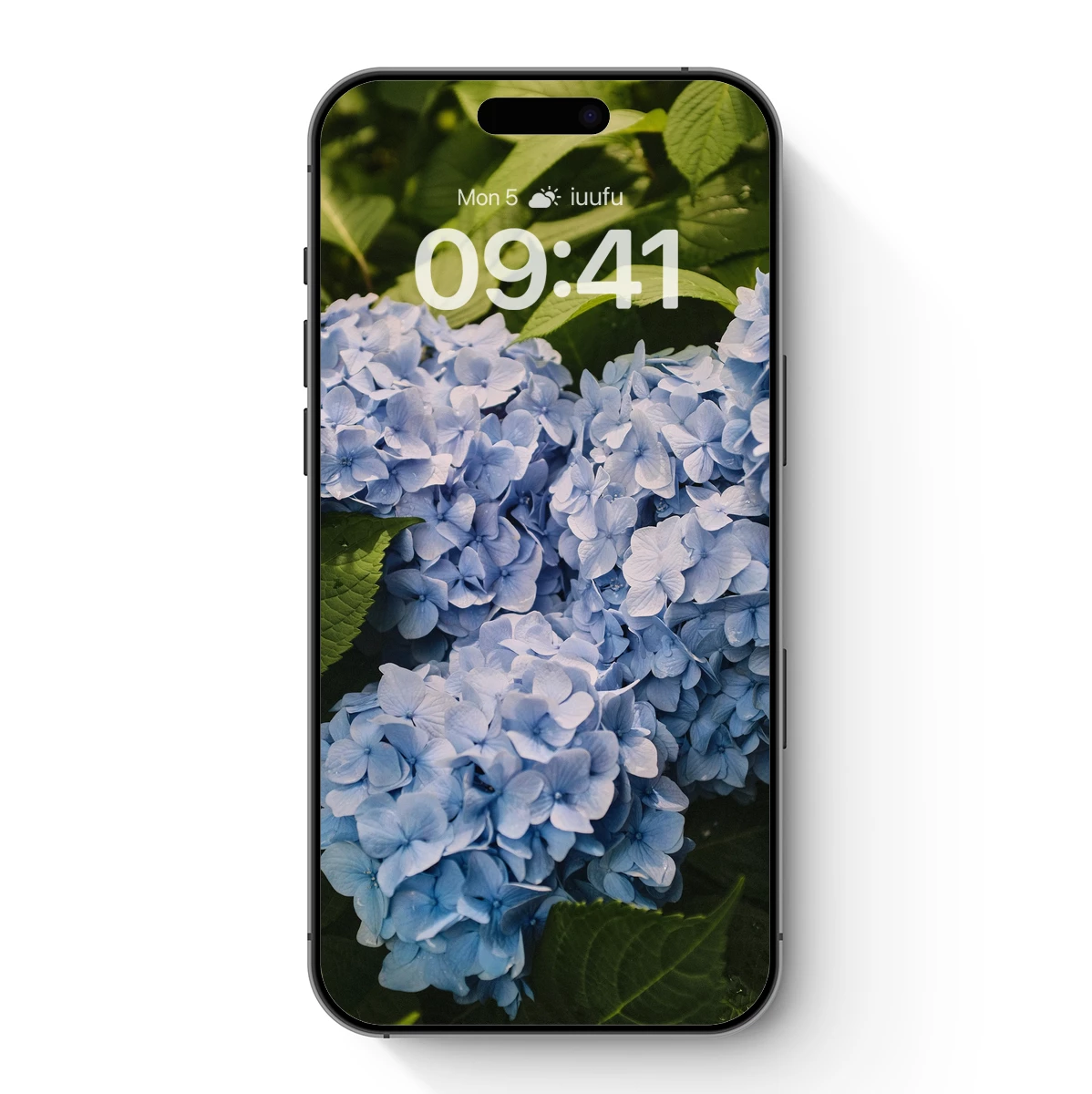 Ethereal Blue Hydrangeas in Verdant Embrace