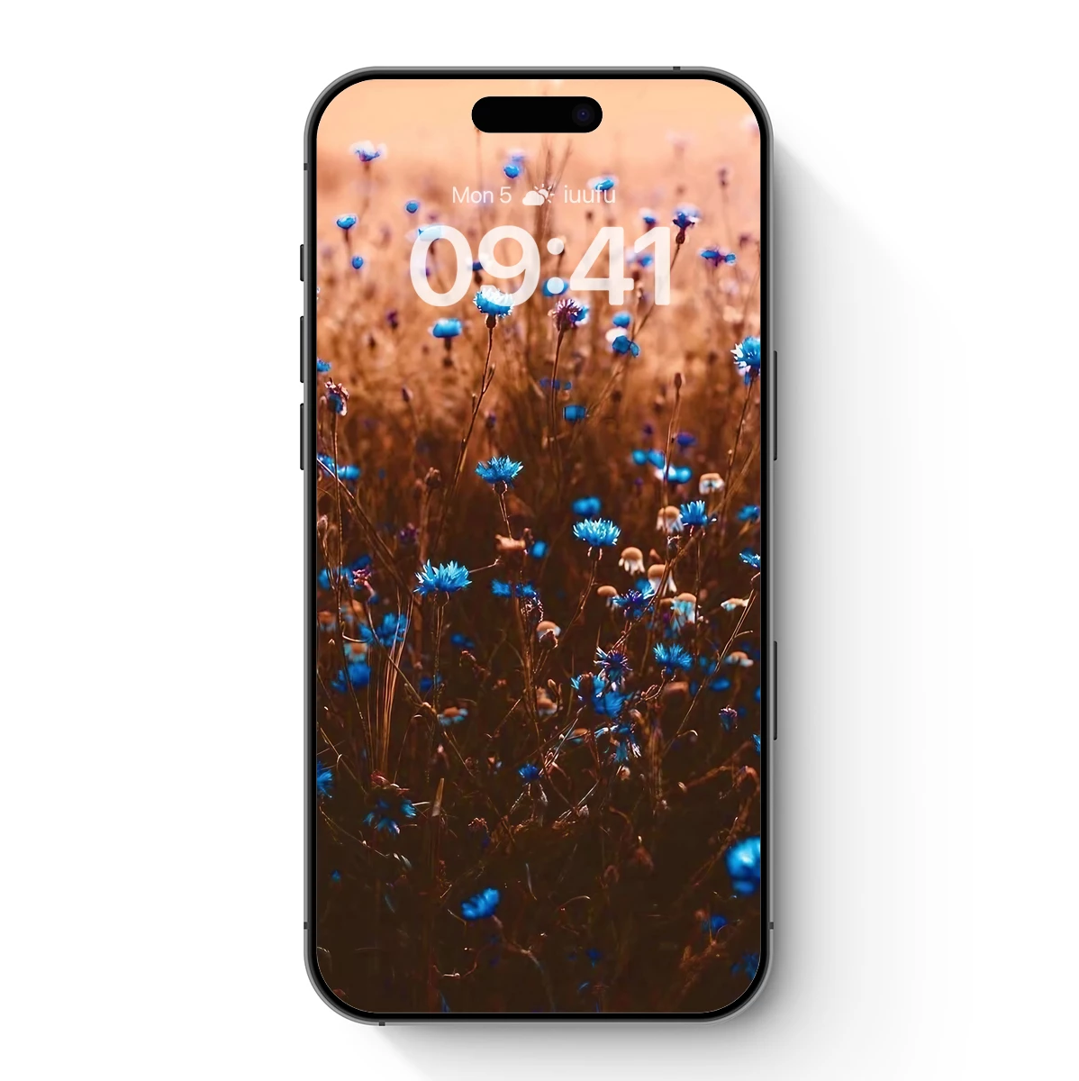 Blue Cornflower Sunset Symphony