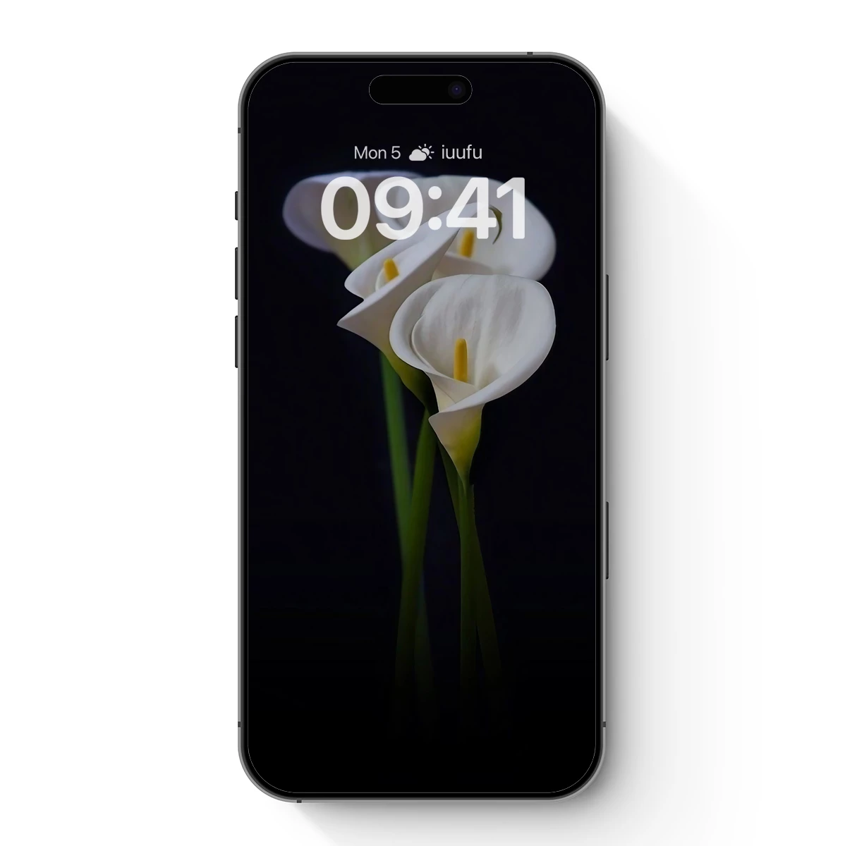 Elegant Calla Lilies in Shadowy Contrast