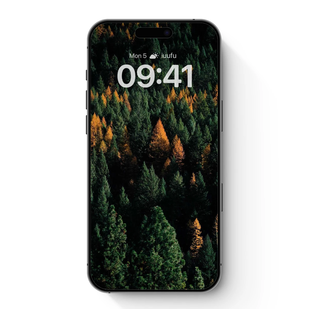 Autumn's Embrace: Golden Pines Amidst Evergreens