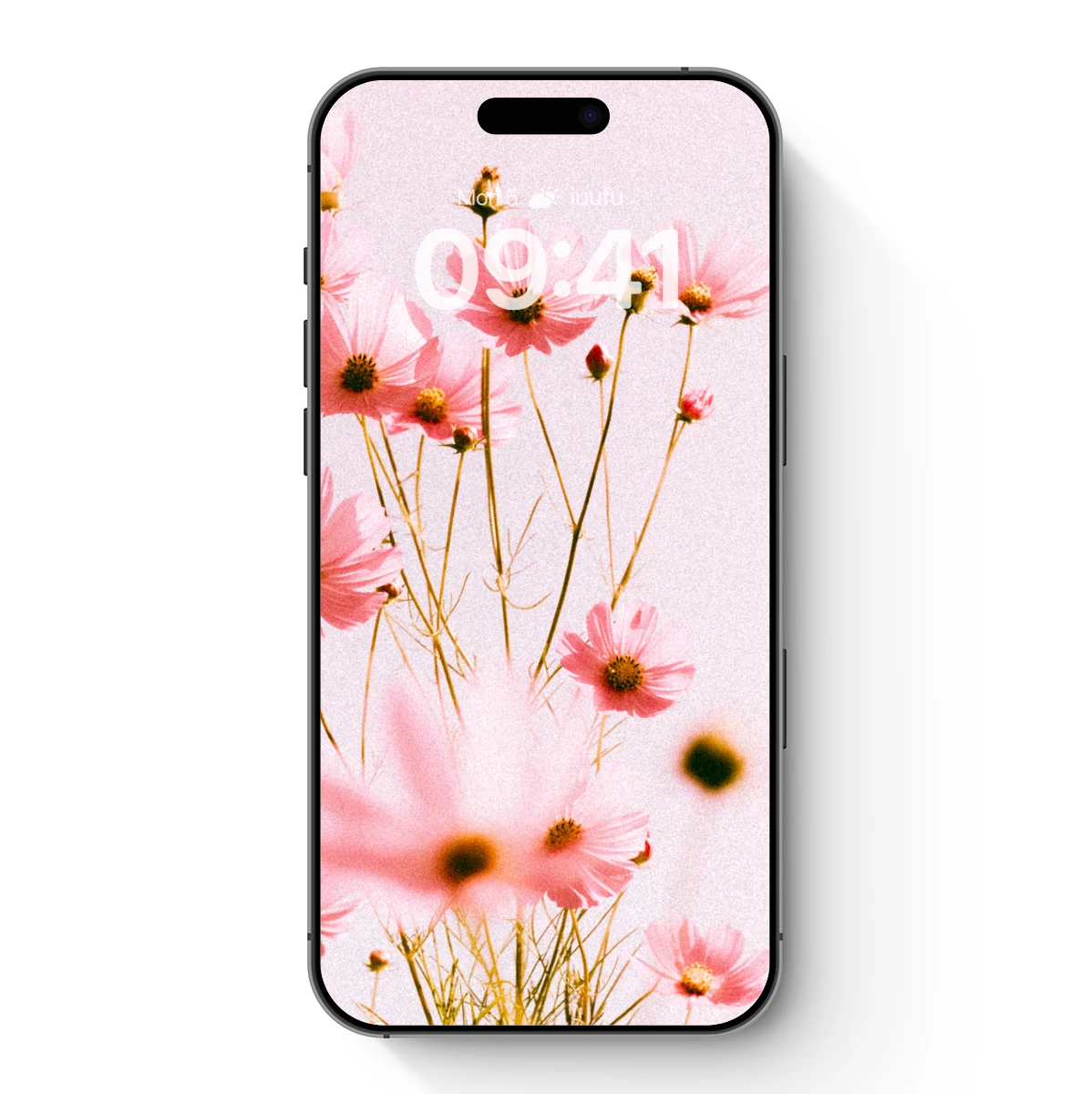 Blushing Cosmos: Ethereal Pink Blooms