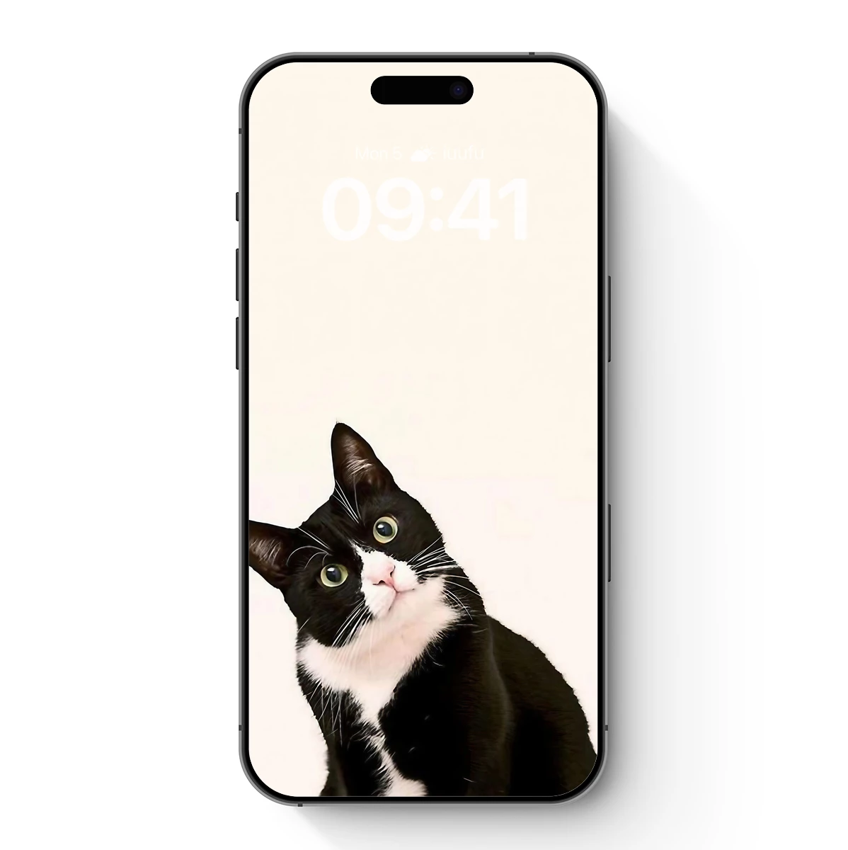 Curious Cat Gaze: Monochrome Elegance