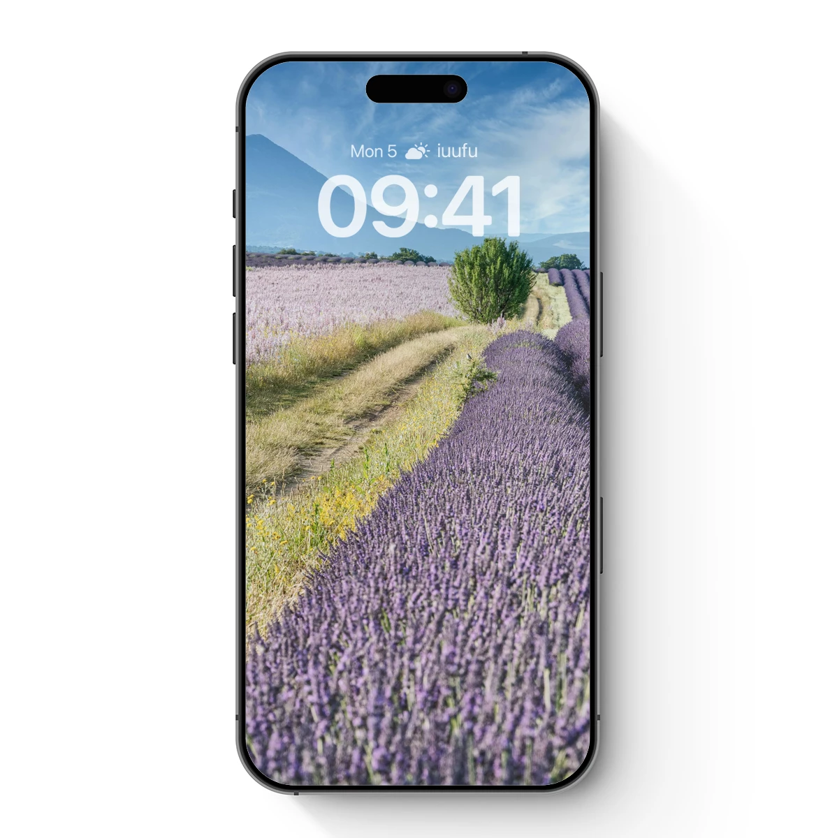 Lavender Fields Under Blue Skies Lavender Fields Under Blue Skies