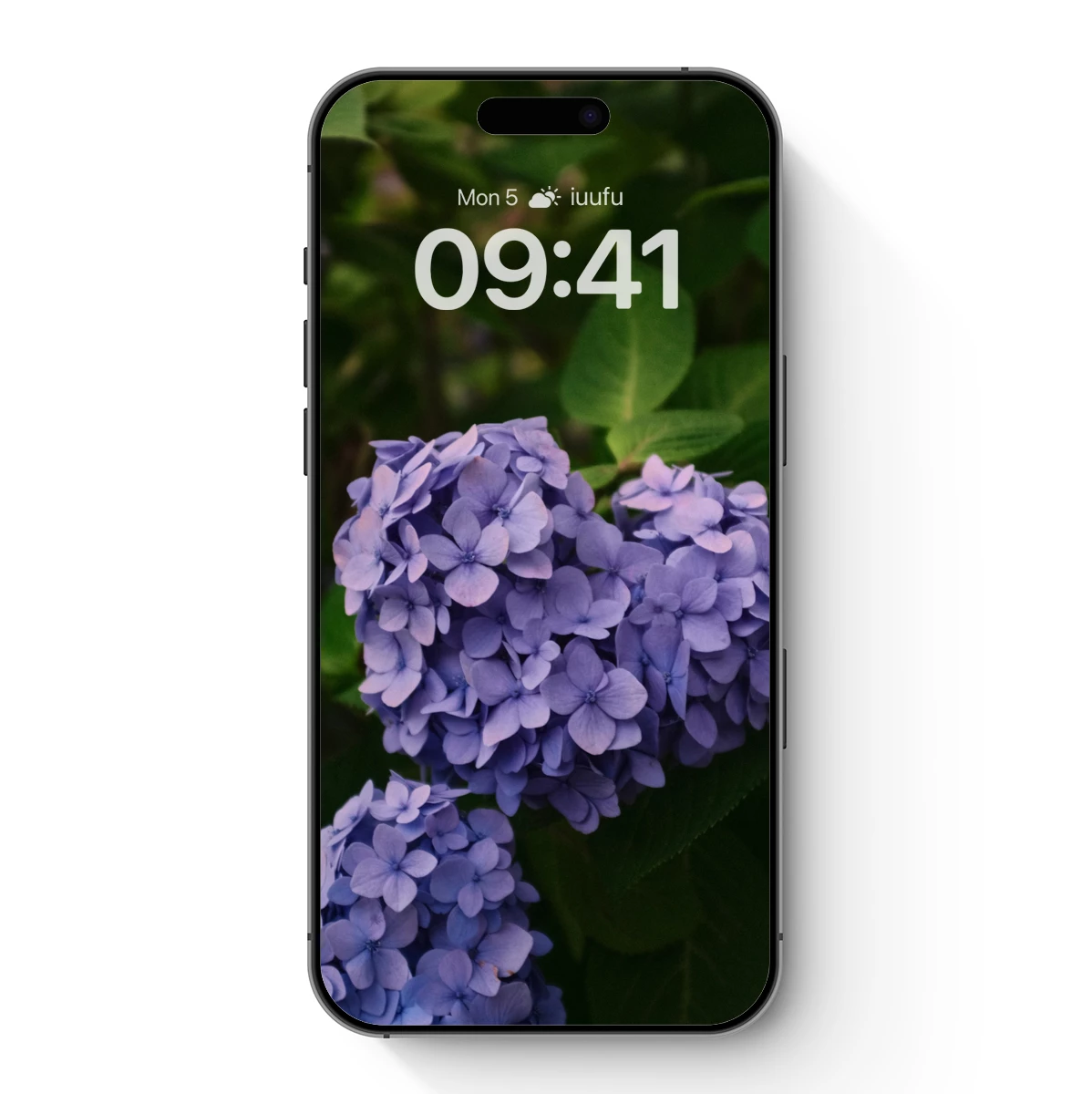 Ethereal Lavender Hydrangeas in Verdant Embrace