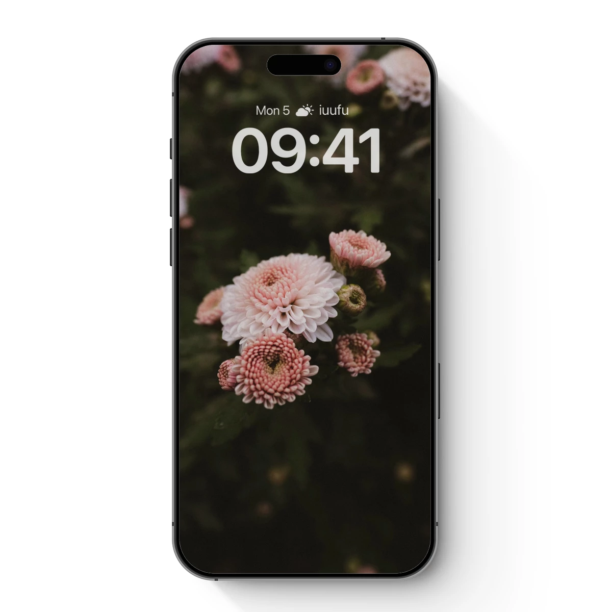 Blush Chrysanthemums in Soft Focus