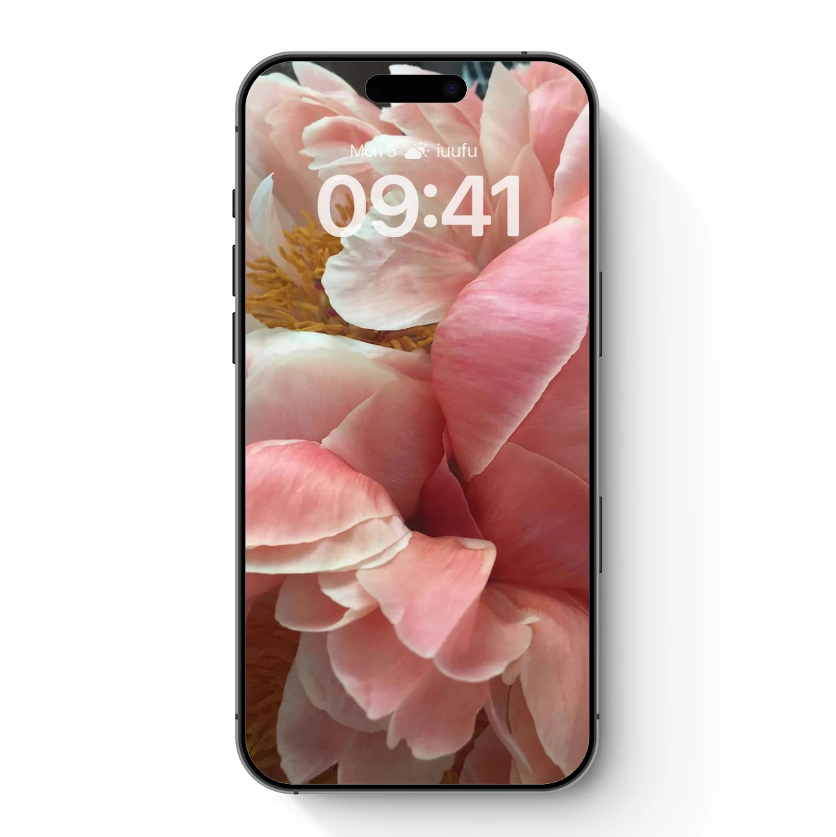 Blush Peony Elegance: Soft Petals and Golden Heart Blush Peony Elegance: Soft Petals and Golden Heart