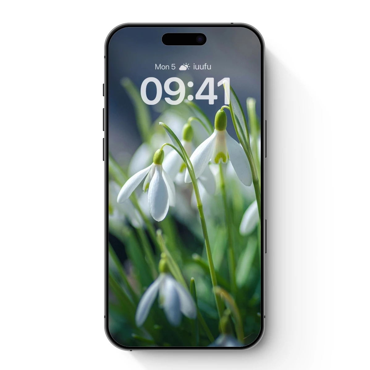 Elegant Snowdrops: Winter's Gentle Awakening