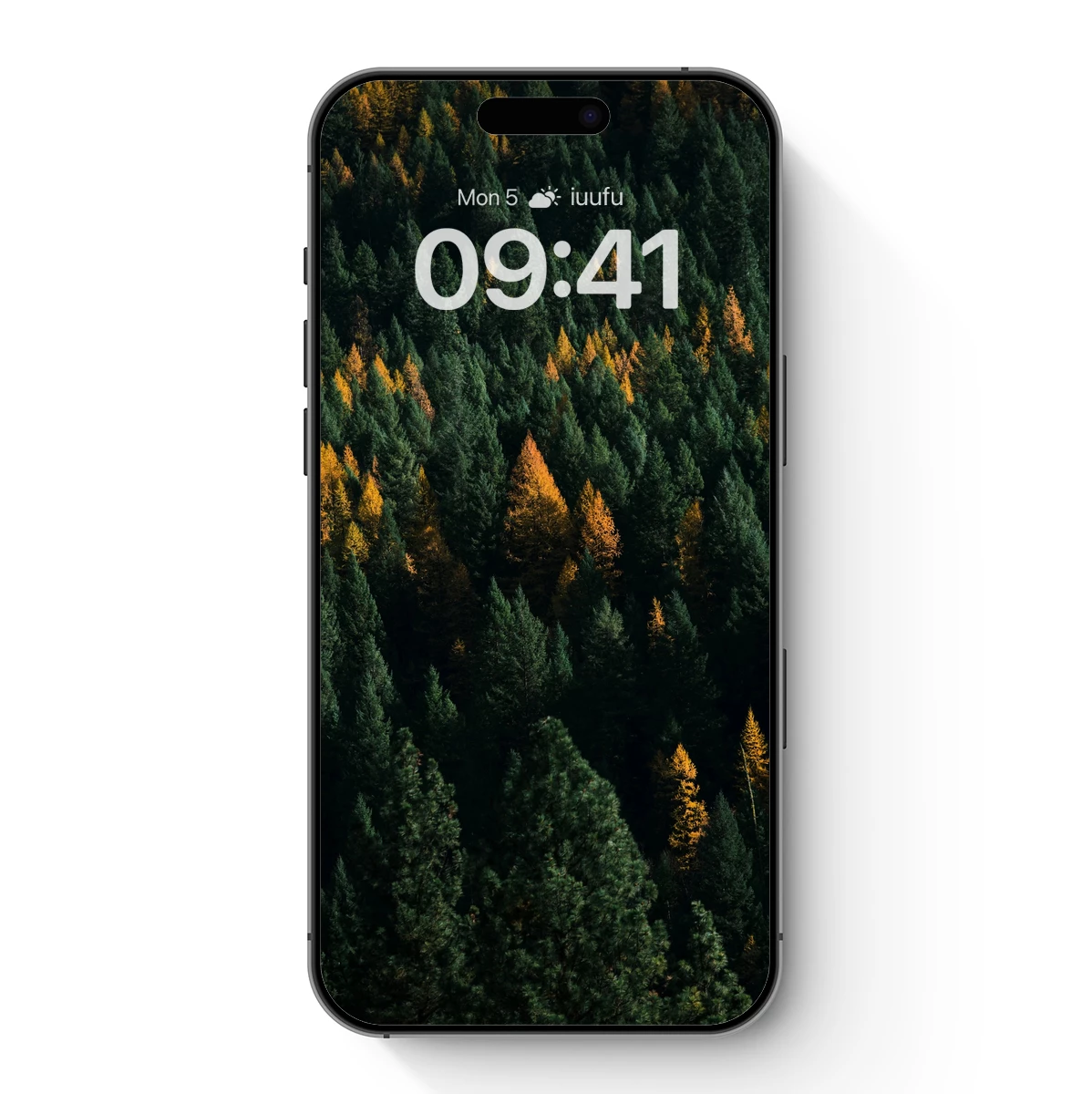 Autumn's Embrace: Golden Pines Amidst Evergreens