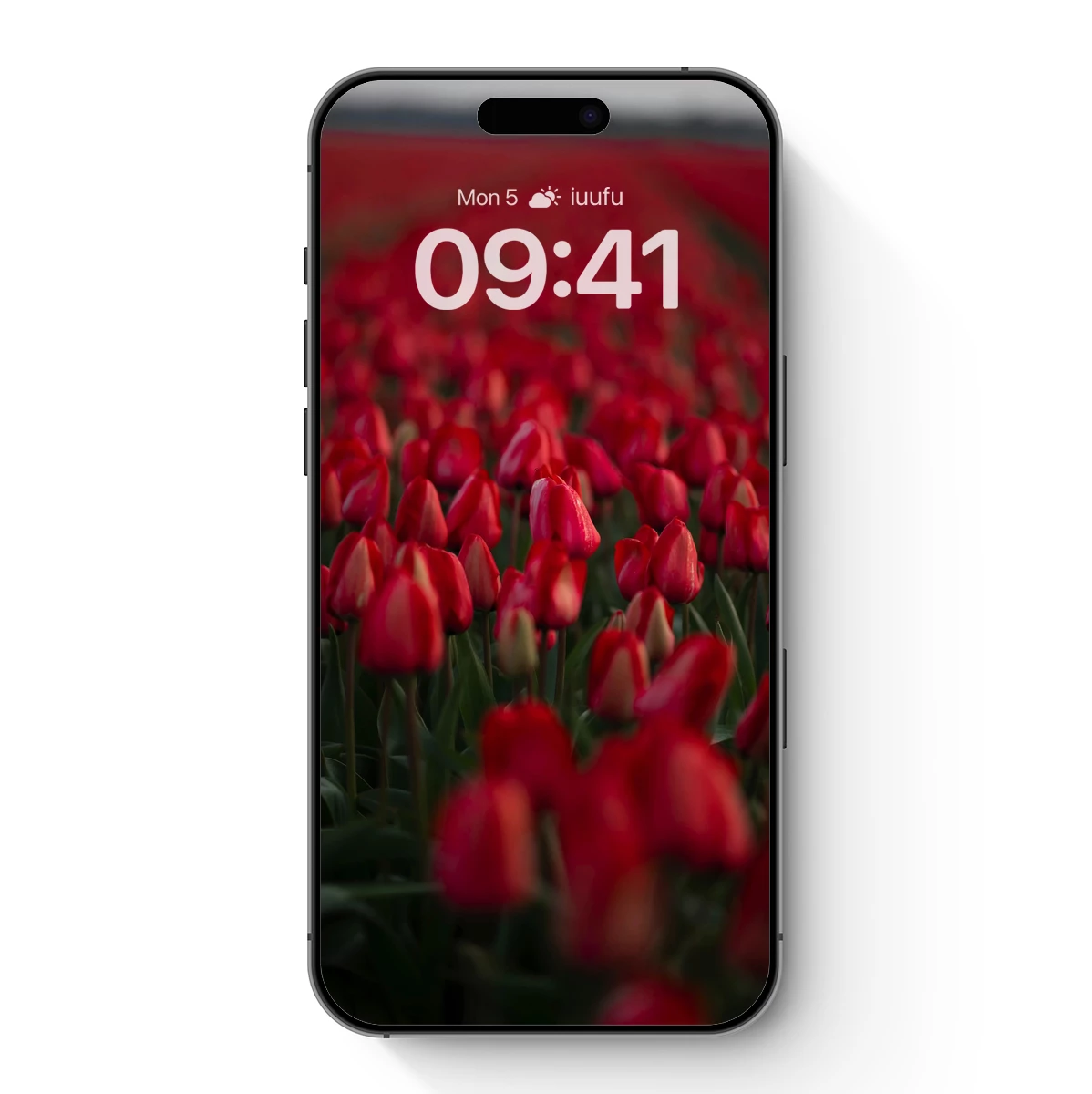 Eternal Crimson Tulip Fields