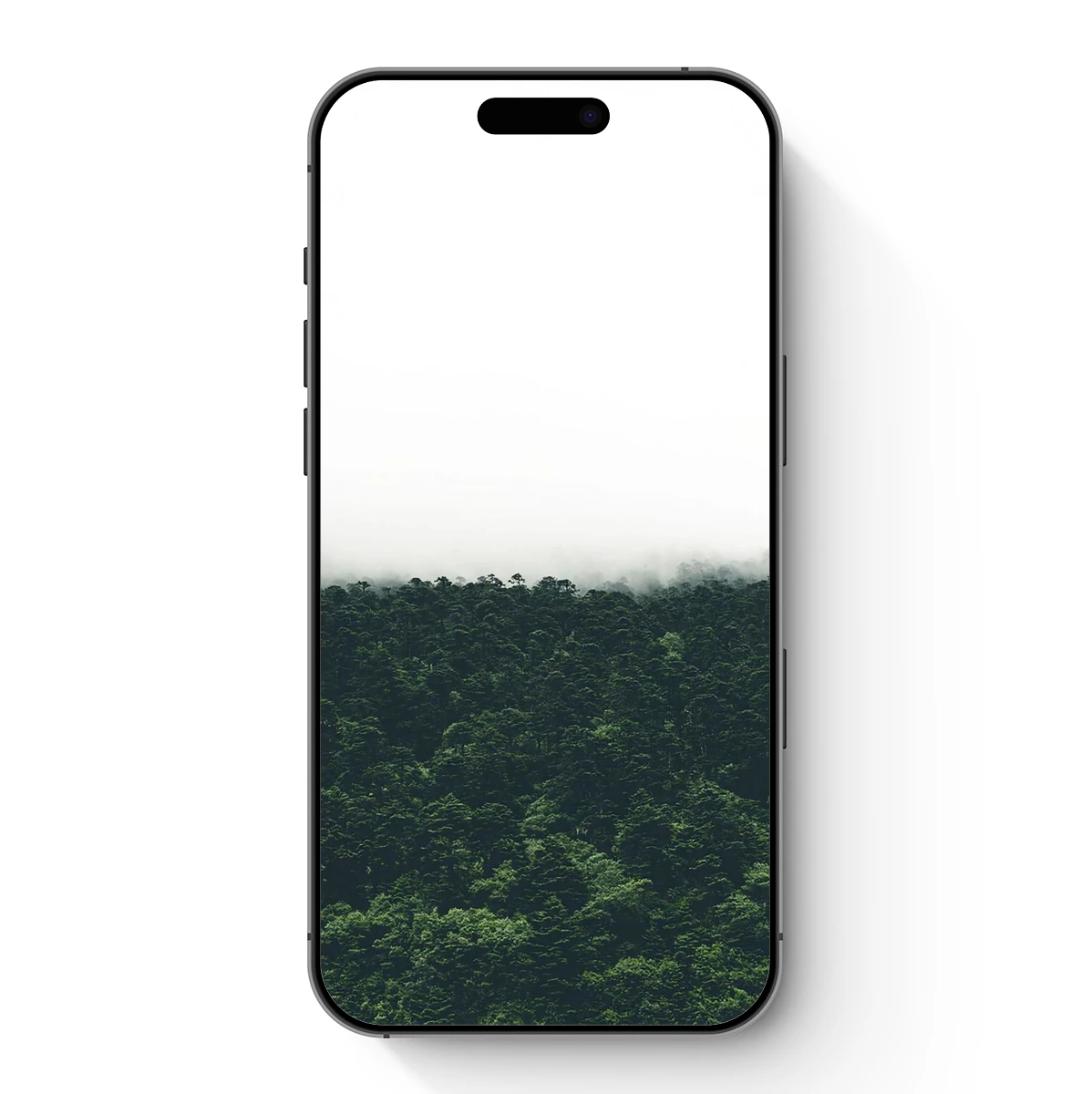 Misty Forest Canopy: A Serene Green Horizon