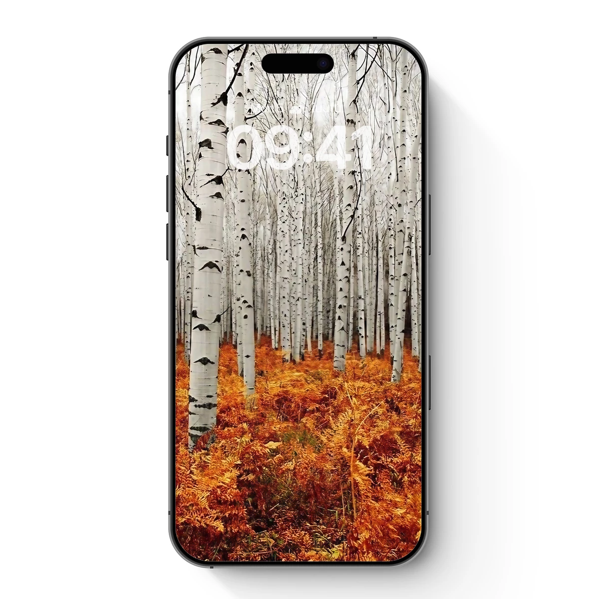 Autumn Birch Symphony: White Trunks Amidst Golden Ferns