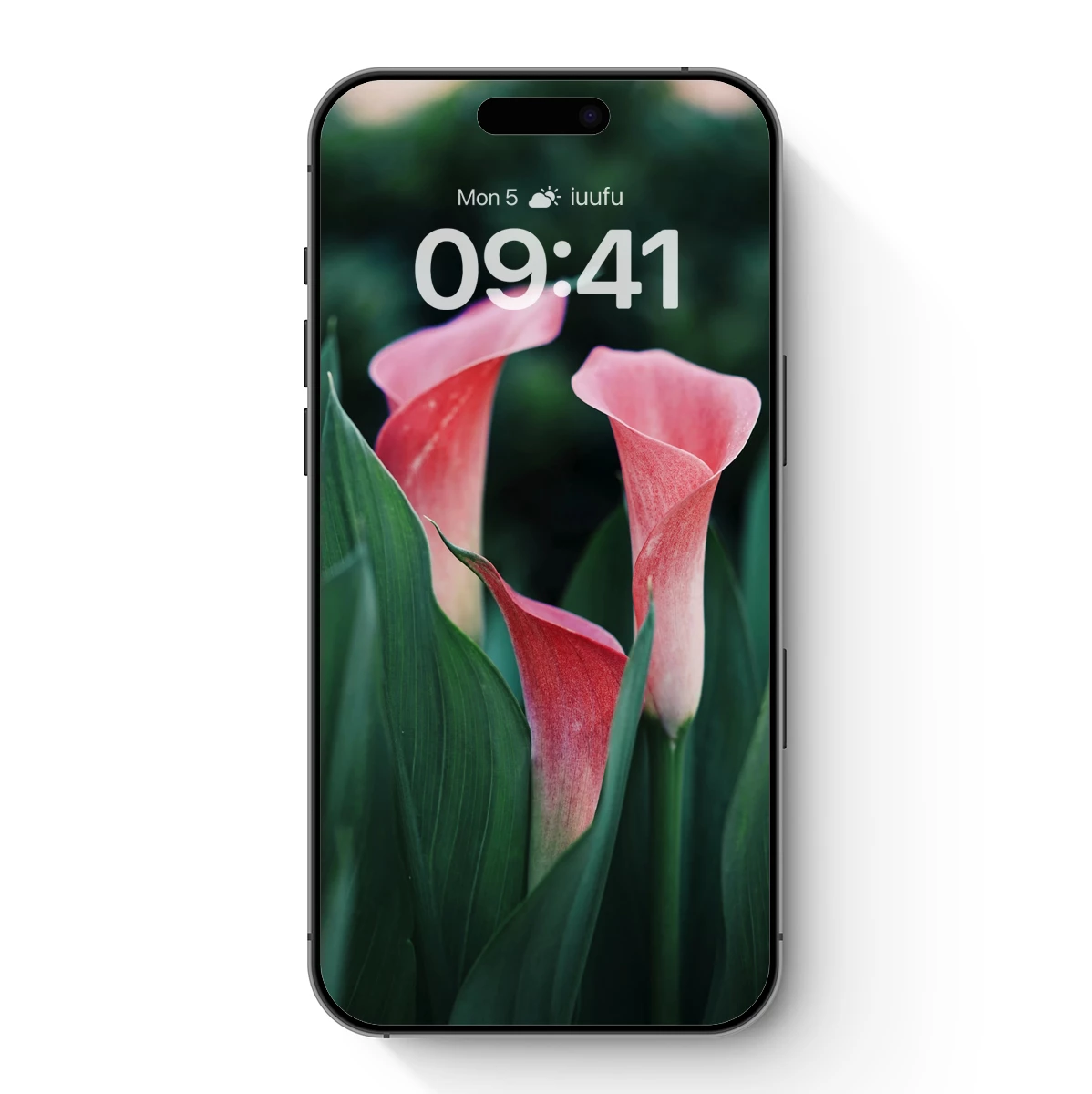 Blush Calla Lilies in Verdant Embrace