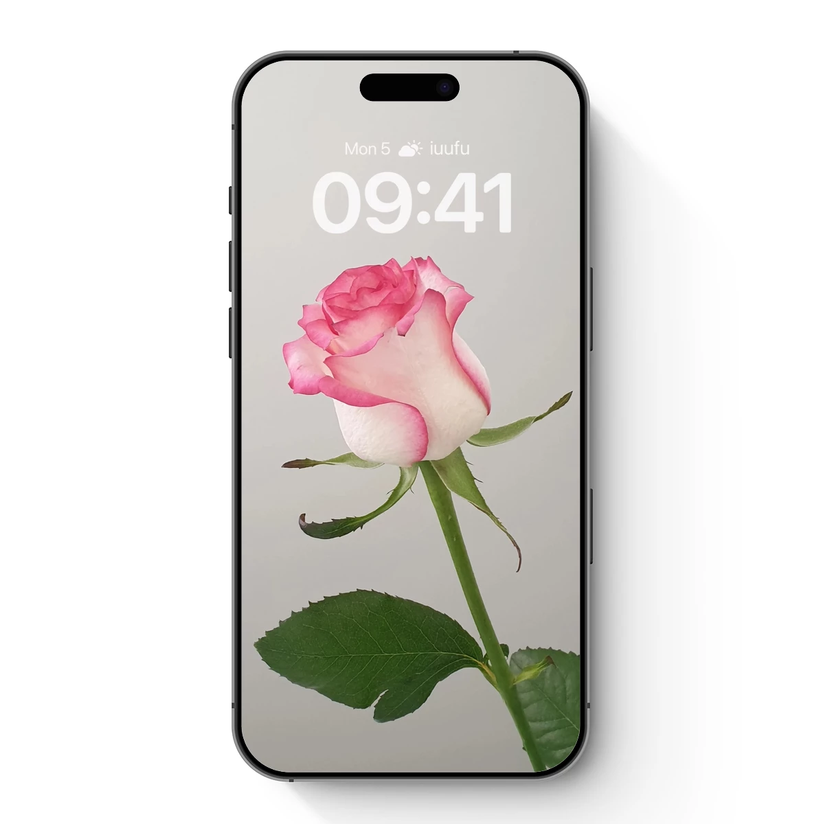 Elegant Pink Rose: A Study in Soft Gradient Beauty