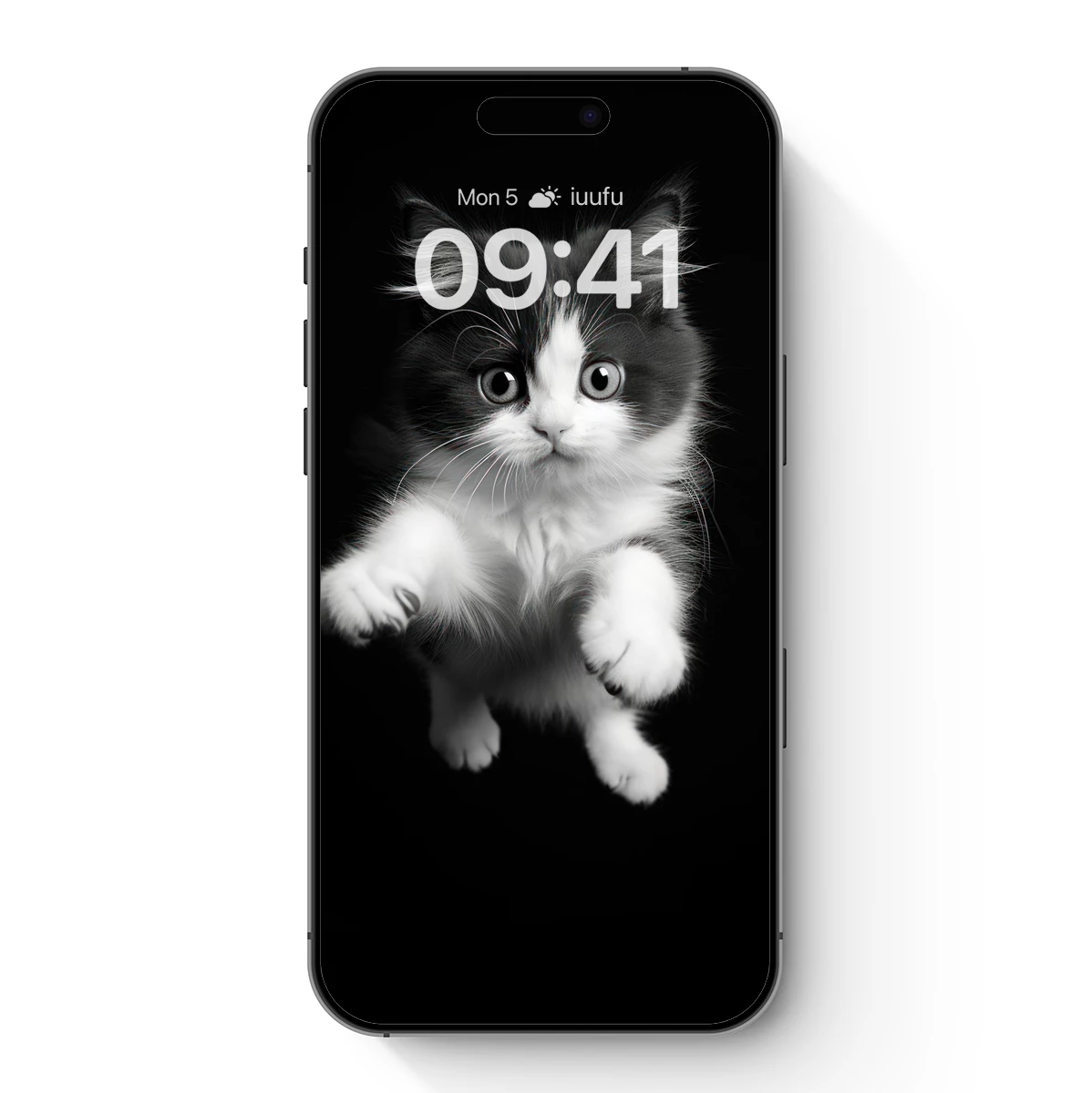 Monochrome Feline Elegance: Fluffy Contrast