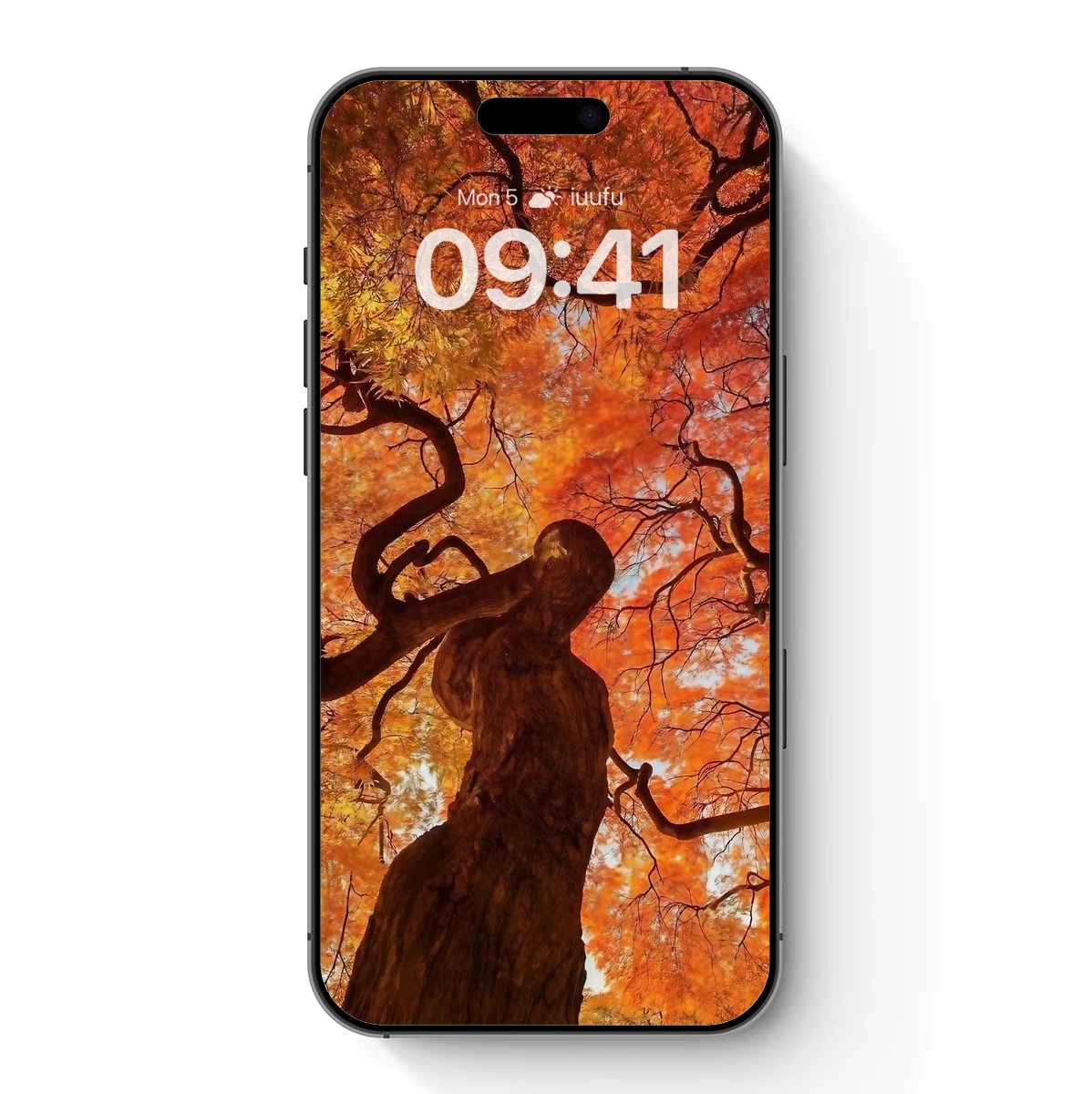 Autumn's Embrace: Twisted Tree in Fiery Canopy