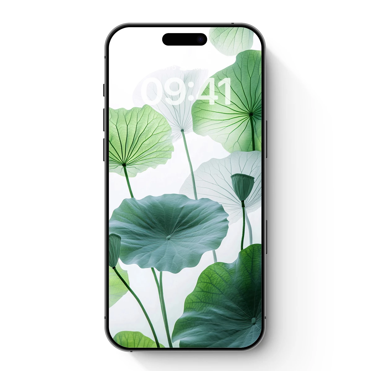 Ethereal Lotus Leaves: Nature's Delicate Canopy