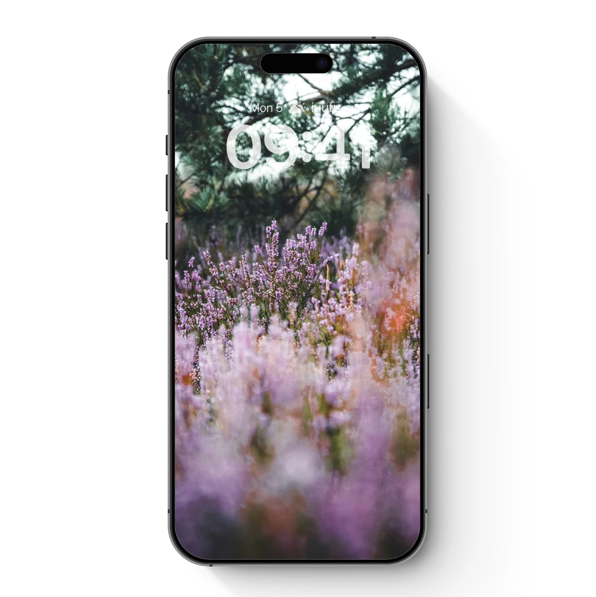 Enchanted Heather Forest