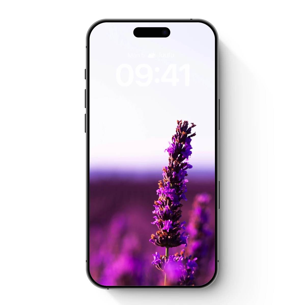 Lavender Spike: Purple Haze in Bloom