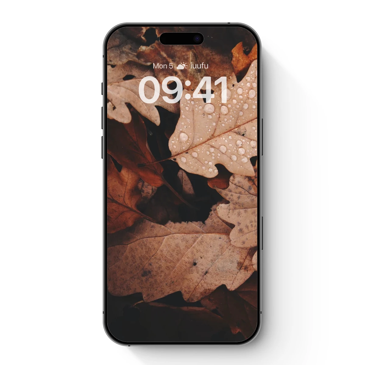 Autumn Whispers: Dew-Kissed Oak Leaves