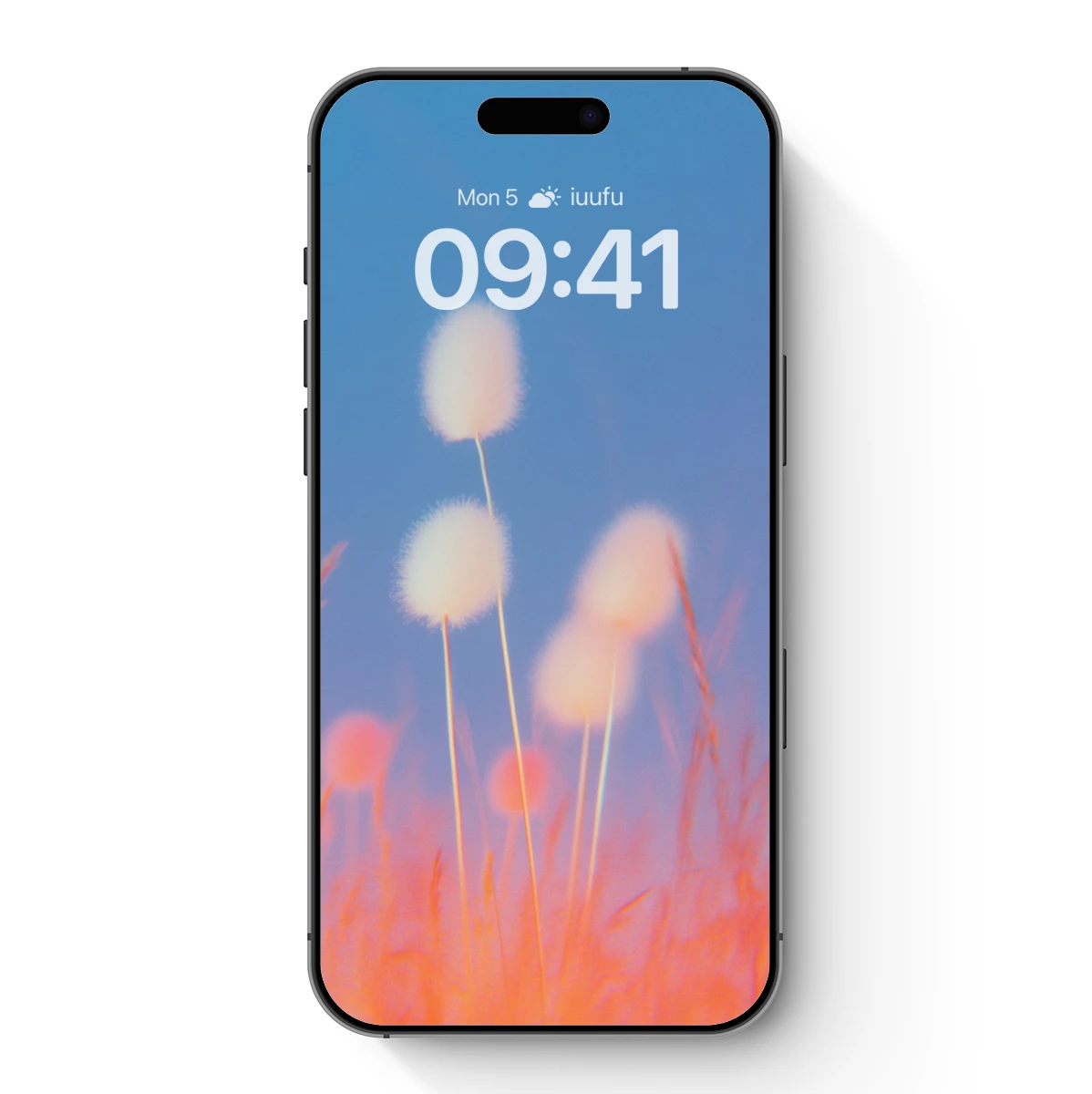 Cotton Grass Sunset Glow