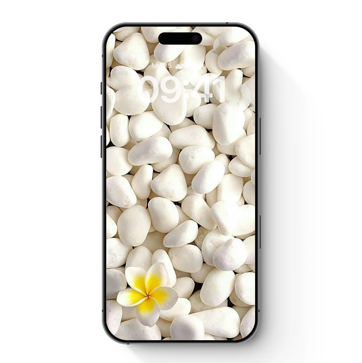 Eternal White Serenity: Frangipani on Pebbles Eternal White Serenity: Frangipani on Pebbles