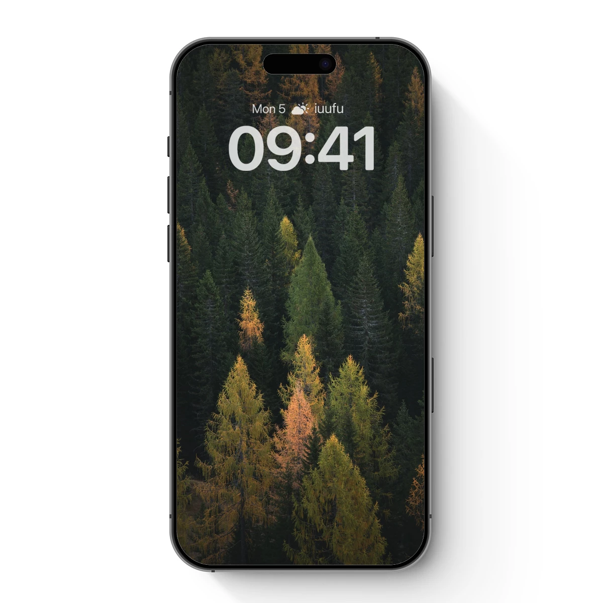 Autumn's Embrace: Golden Pines Amidst Evergreens