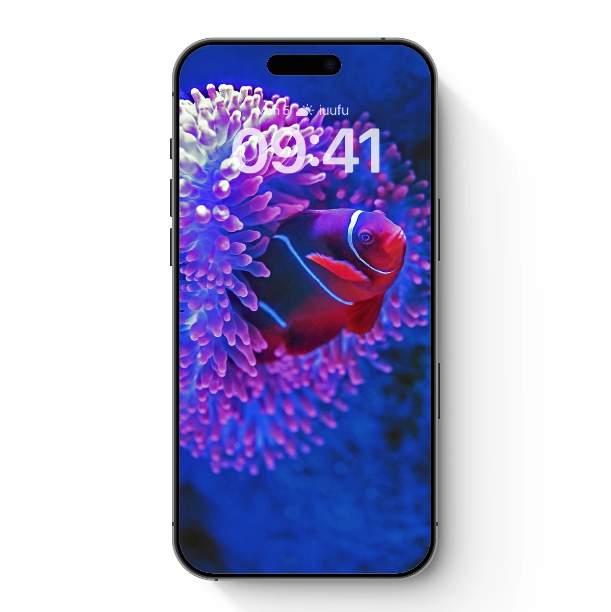 Coral Embrace: Clownfish in Vibrant Anemone