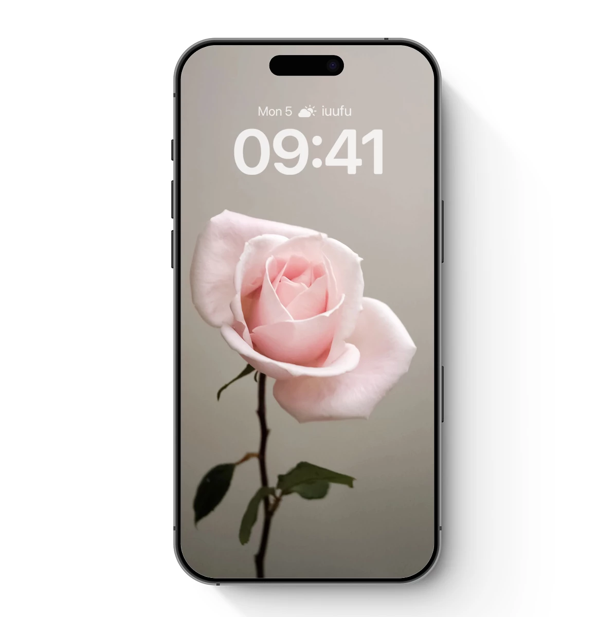 Ethereal Pink Rose: A Blossom of Serenity