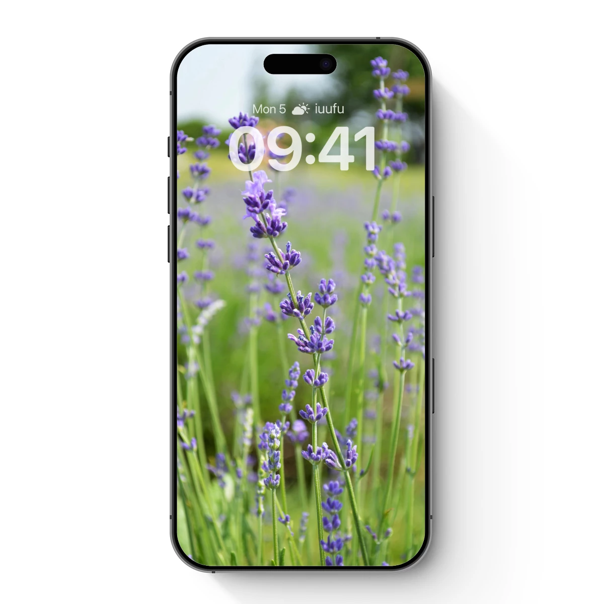 Lavender Fields in Bloom: Purple Harmony