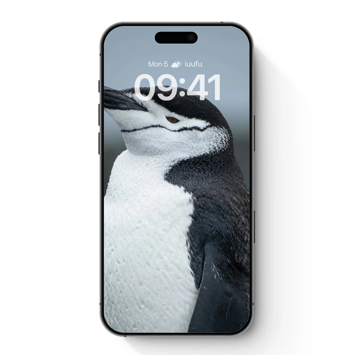 Chinstrap Penguin Portrait: Wet Feathers and Watchful Eyes