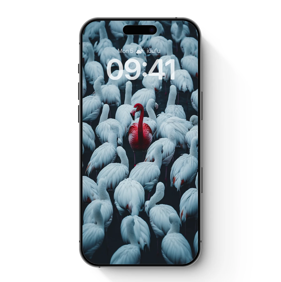 Flamingo Soloist in a White Symphony