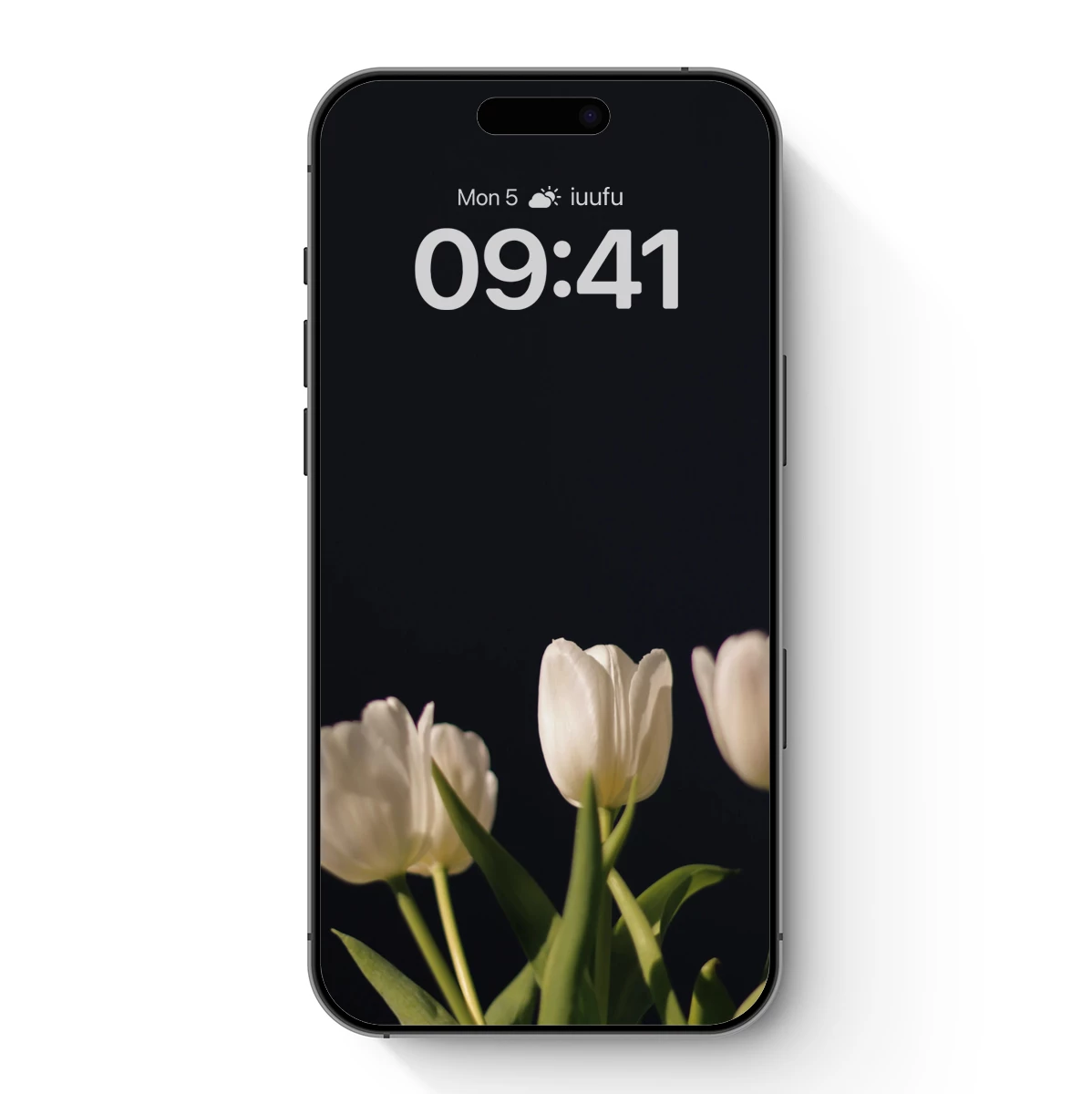 Elegant White Tulips in Shadow