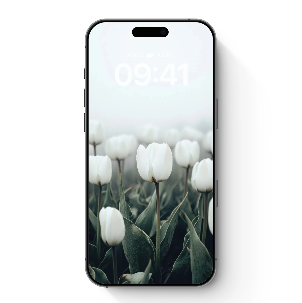 Ethereal White Tulips in Misty Dawn