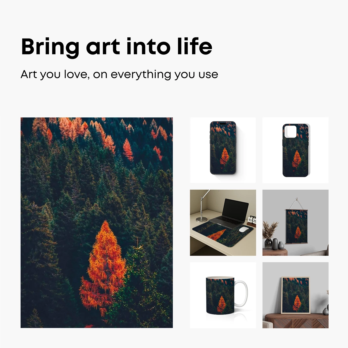 Autumn Blaze: Solitary Tree Amidst Evergreens - Image 2