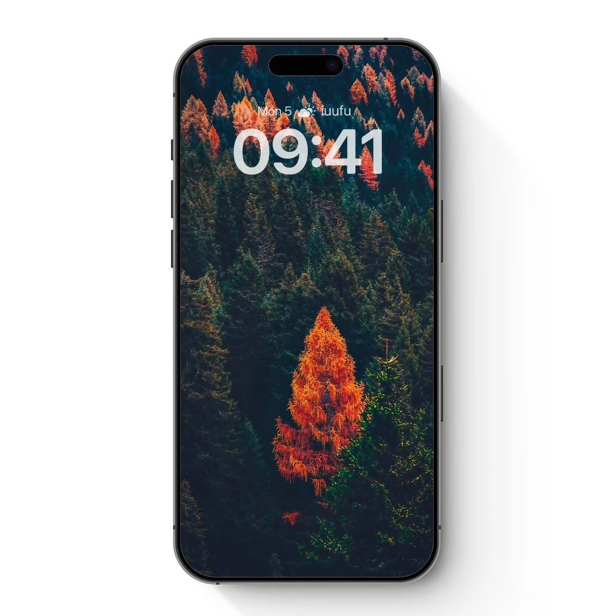 Autumn Blaze: Solitary Tree Amidst Evergreens