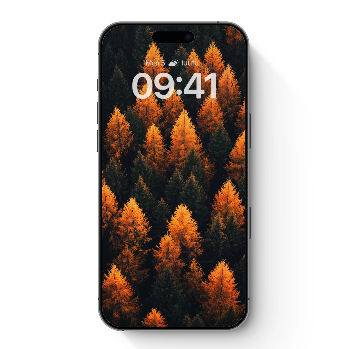 Autumn's Golden Embrace: Larch Forest Glow