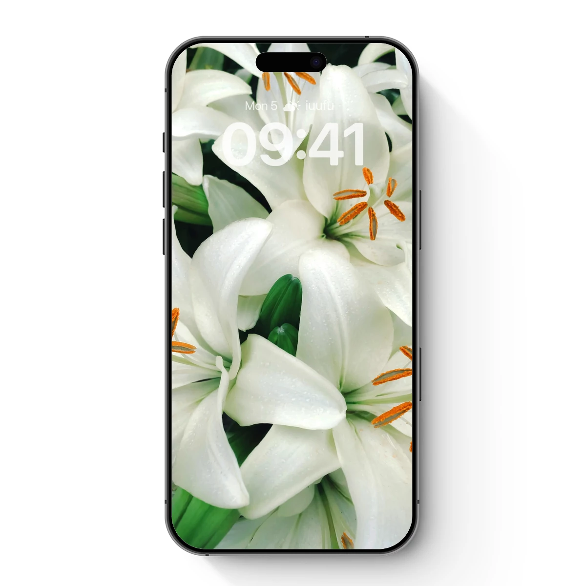 Elegant White Lilies: Dew-Kissed Elegance Elegant White Lilies: Dew-Kissed Elegance