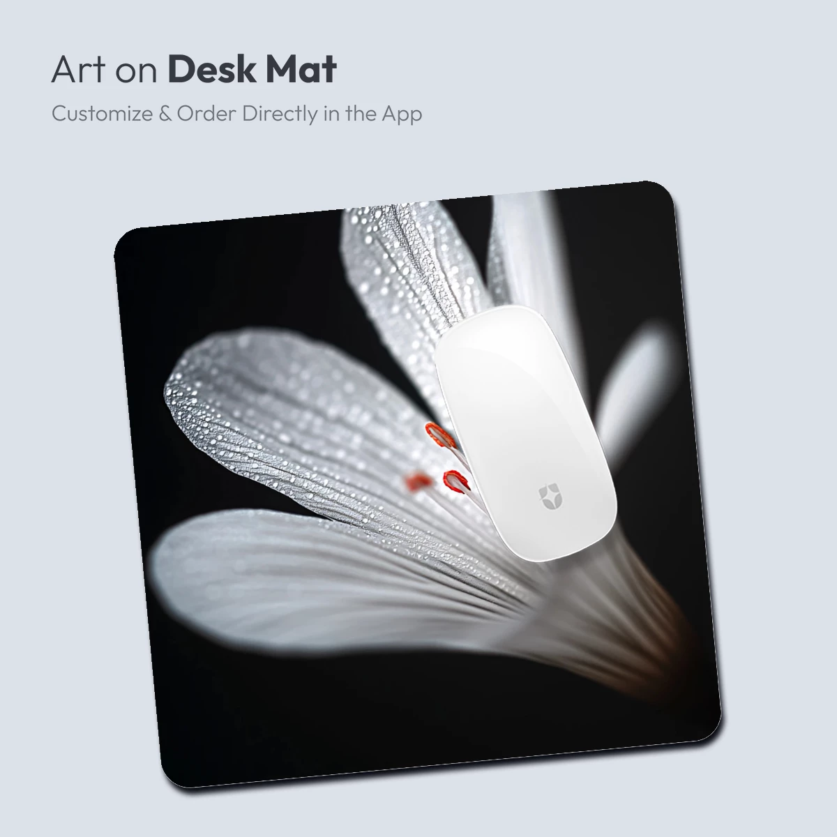 Dew-Kissed Elegance: White Lily in Shadow - Image 3