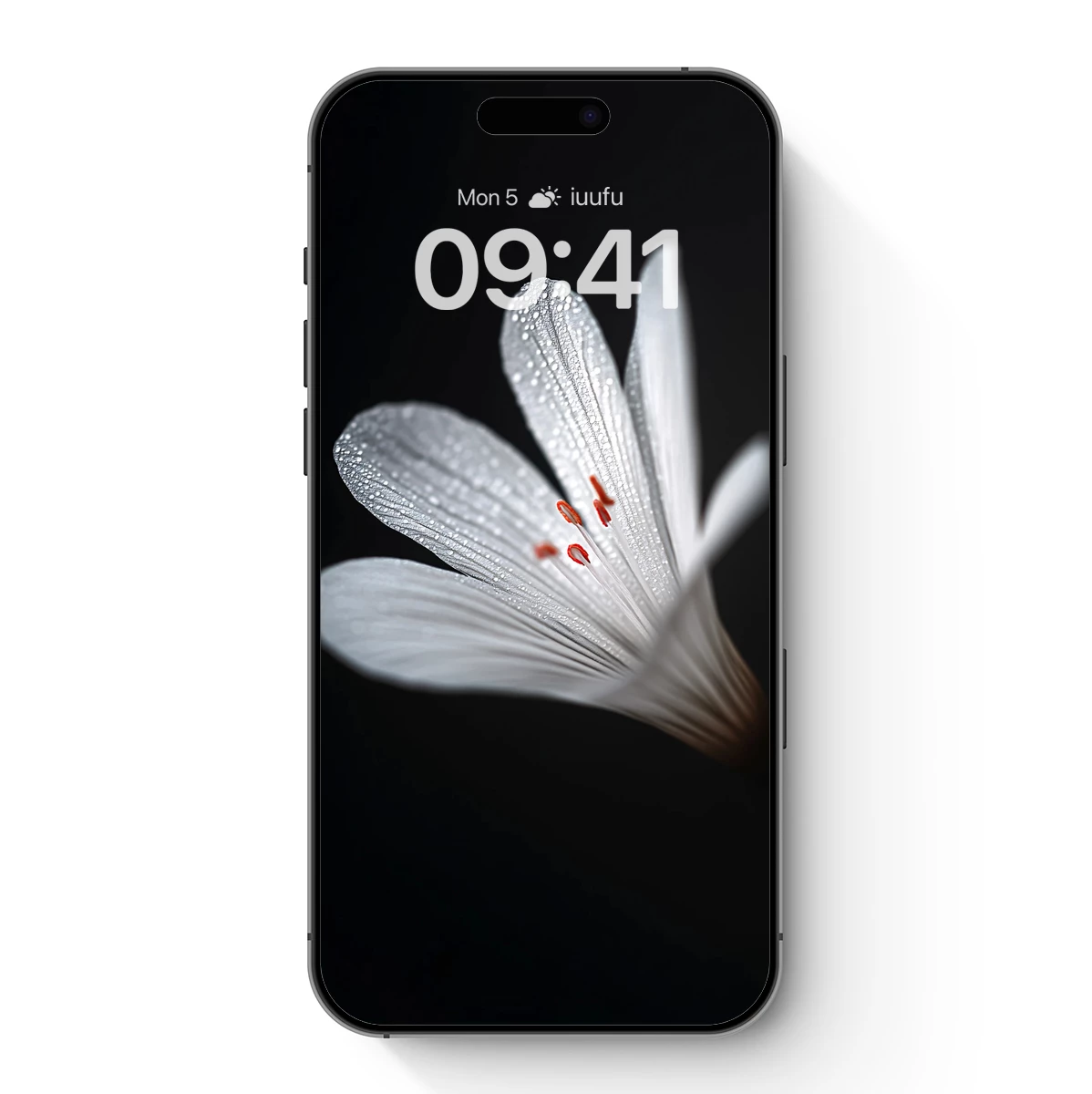 Dew-Kissed Elegance: White Lily in Shadow - Image 7