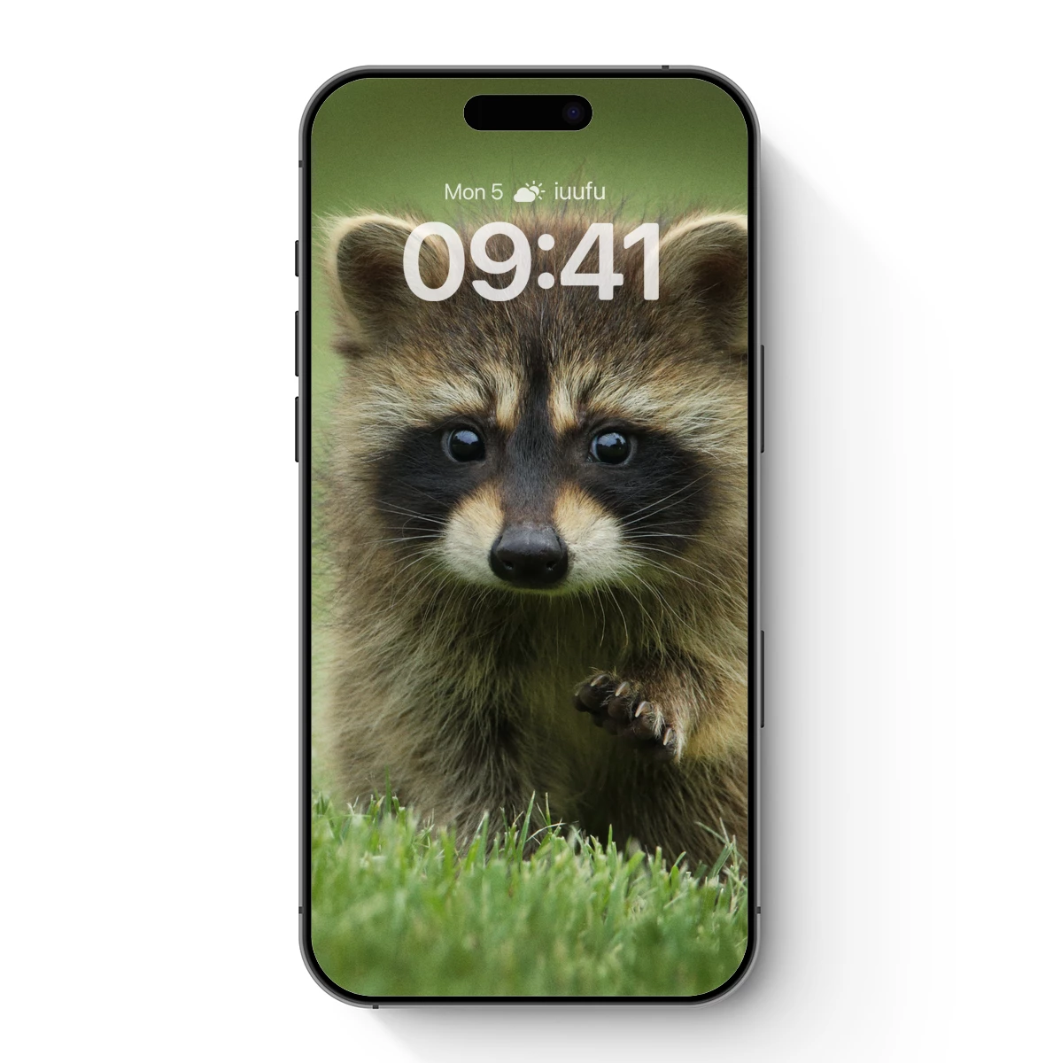 Curious Raccoon in Verdant Grass