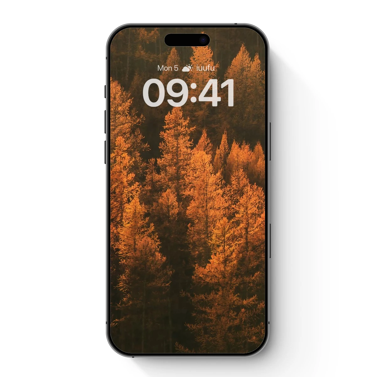 Golden Forest Glow: Autumnal Pine Splendor