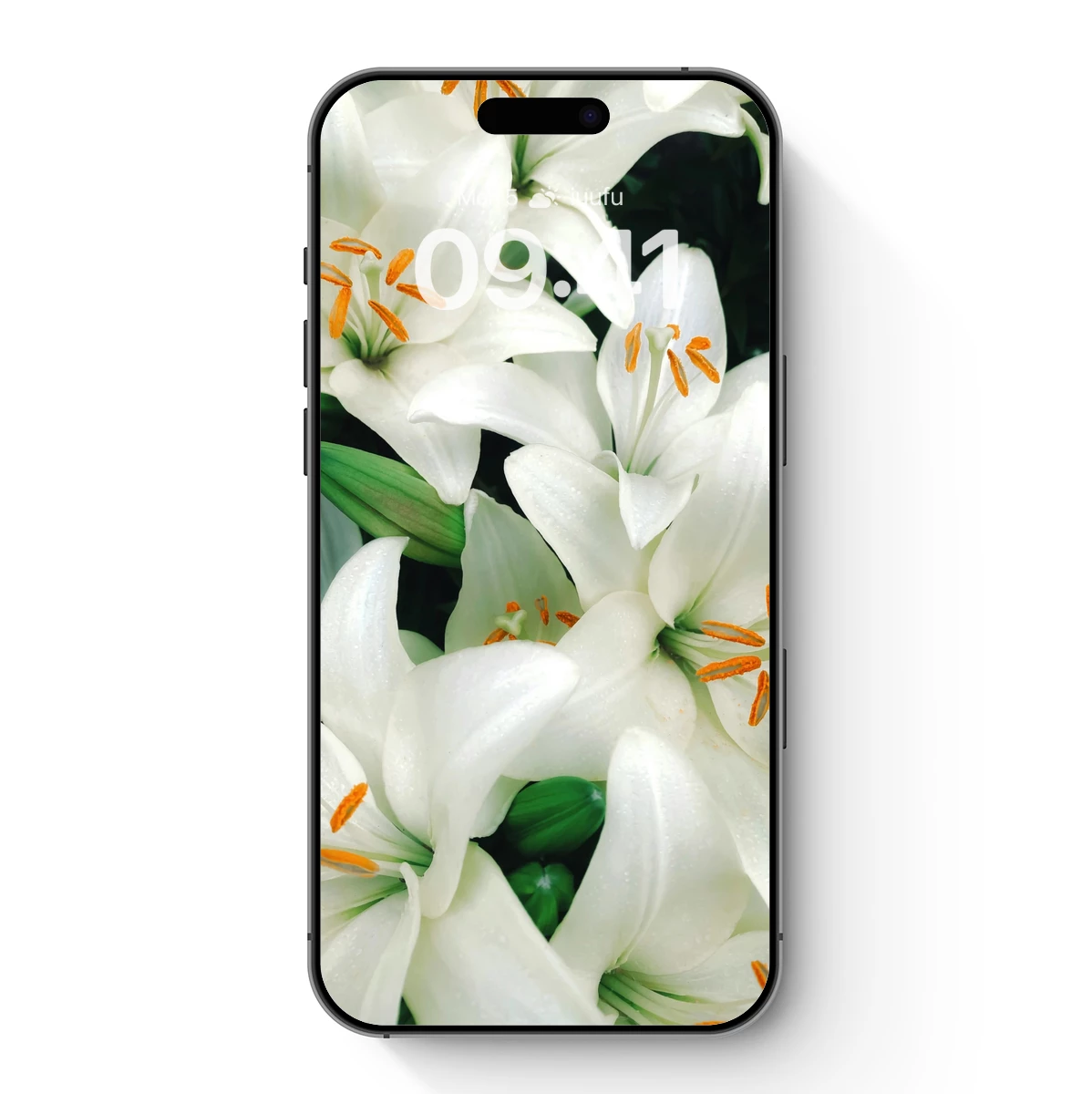 Elegant White Lilies: Dew-Kissed Elegance