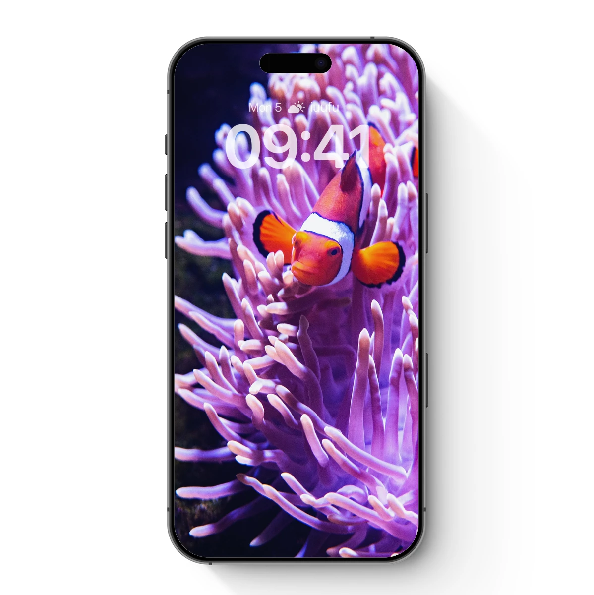 Coral Embrace: Clownfish Amidst Sea Anemone Coral Embrace: Clownfish Amidst Sea Anemone
