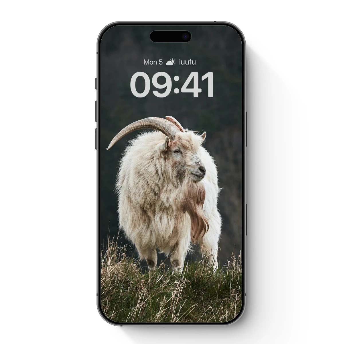 Majestic Mountain Goat: Fuzzy Majesty in Nature Majestic Mountain Goat: Fuzzy Majesty in Nature