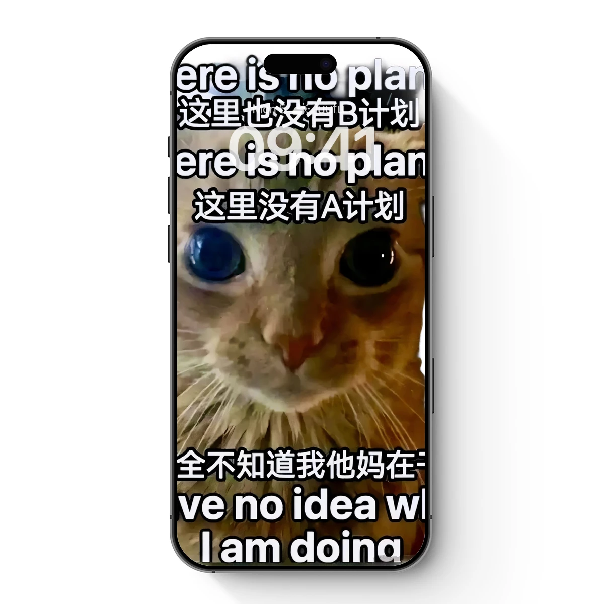 Confused Cat’s Planless Dilemma Confused Cat's Planless Dilemma