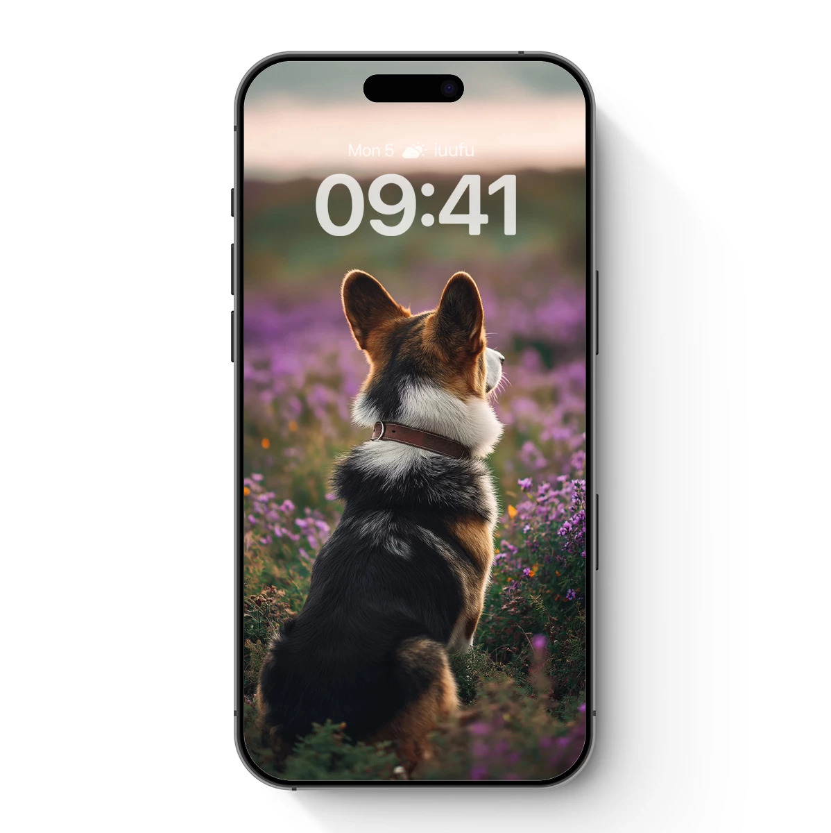 Corgi in a Sea of Purple Flowers Corgi in a Sea of Purple Flowers