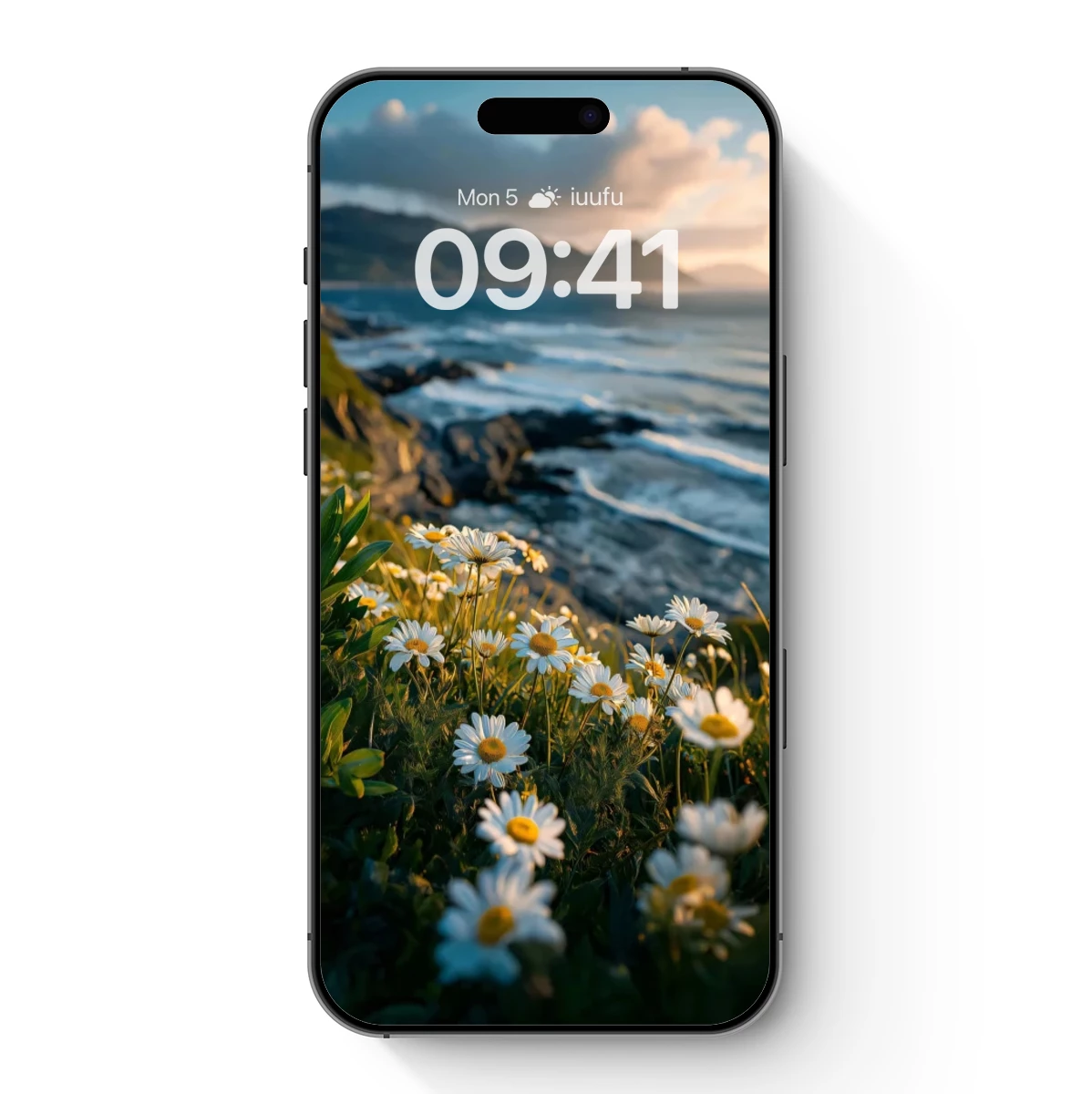 Coastal Daisies at Sunset Glow Coastal Daisies at Sunset Glow